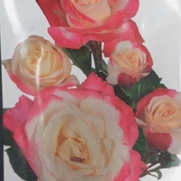 Храстовидна роза на гол корен