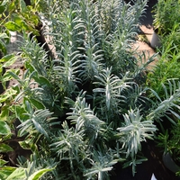 Lavandula × intermedia 'Sensational'