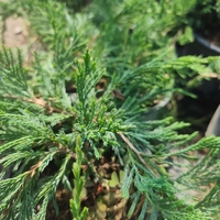 Juniperus horizontalis 'Blue Chip'