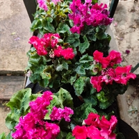 Cyclamen persicum (Стайна циклама)