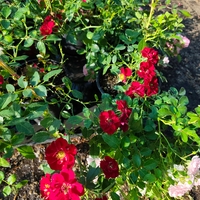 Rosa Mini (Мини роза)