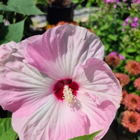 Hibiscus moscheutos 'Luna'