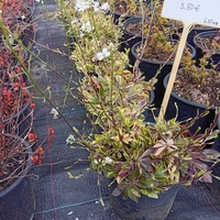 Arabis ferdinandi-coburgii Old Gold