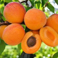 Prunus armeniaca (Кайсия)