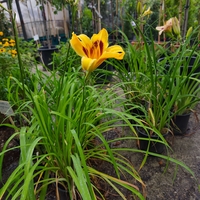Hemerocallis