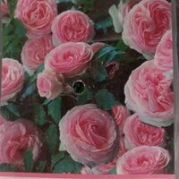 Увивна роза на гол корен 56