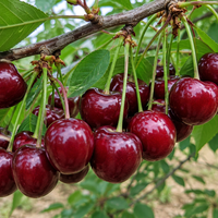 Prunus avium 'Bigarreau Burlat' (Череша 'Бигаро Бюрла')