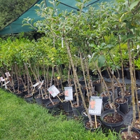 Prunus cerasus (Вишна)
