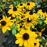 Rudbeckia fulgida (Рудбекия)