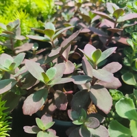 Sedum 'Firecracker'