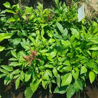 Astilbe (Астилбе)