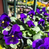 Viola × wittrockiana (Градинска теменужка)
