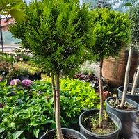 Топиар cupressocyparis gold crest, 1 топка