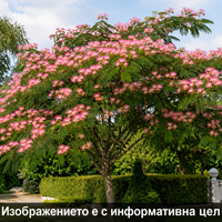 Albizia julibrissin (Албиция, Копринено дърво)