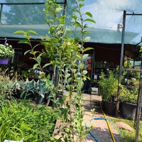 Ligustrum japonicum (Японски лигуструм)