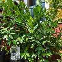 Laurus nobilis (Дафинов лист)