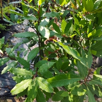 Laurus nobilis (Дафинов лист)