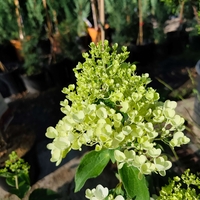Hydrangea paniculata ‘Candlelight’