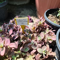 Sedum 'Firecracker'