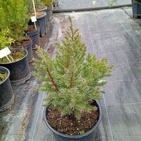 Juniperus chinensis Stricta