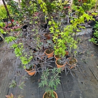 Acer palmatum (Японски клен)