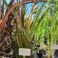 Phormium 'Jester'