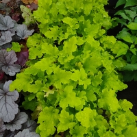 Heuchera