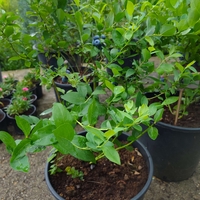 Vaccinium corymbosum ( Висока американска боровинка )