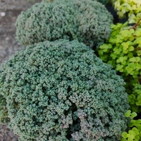 Sedum dasyphyllum (Дребнолистен седум)
