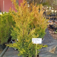 Cupressocyparis leylandii Gold rider