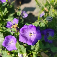 Campanula (Камбанка)