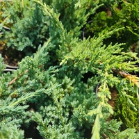 Juniperus squamata Blue Carpet