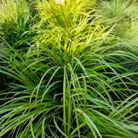 Acorus gramineus ‘Ogon’