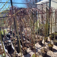 Salix caprea Kilmarnock