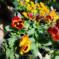 Viola × wittrockiana (Градинска теменужка)