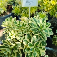 Sedum takesimense 'Atlantis'