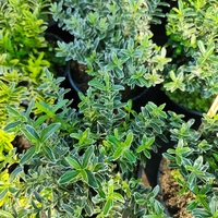 Euonymus japonicus ‘Microphyllus Albovariegatus’ (Дребнолистен бяло-пъстър японски чашкодрян)