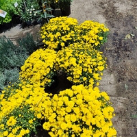 Chrysanthemum × morifolium (Градинска хризантема)