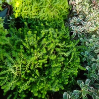 Sedum acre 'Aureum' (Златист седум)