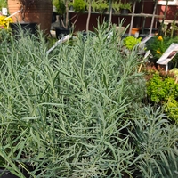 Lavandula ( лилава )