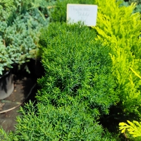 Thuja occidentalis 'Teddy'