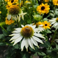 Echinacea purpurea (Ехинацея)