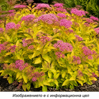 Spiraea japonica 'Golden Princess'