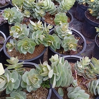 Sedum Seduction Rose