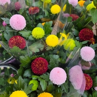 Chrysanthemum × morifolium – Pompon Group (Топчеста хризантема)