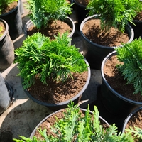 Thuja occidentalis ‘Danica’ (Туя Даника)