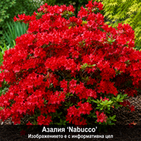 Аzalea 'Nabucco'