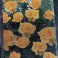 Увивна роза на гол корен