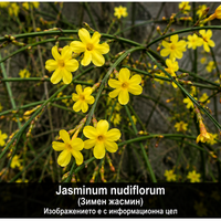 Jasminum nudiflorum (Зимен жасмин)