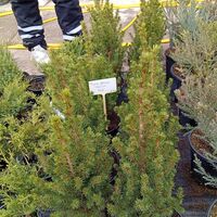 Picea glauca Conica